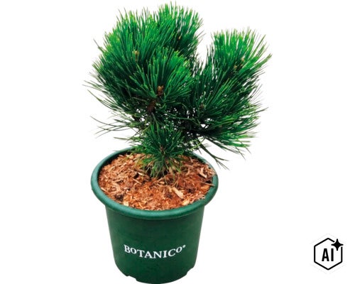 Dwergden in een groene kunststof pot met Botanico logo, aarde bedekt met houtmulch. (Image AI modified or generated)