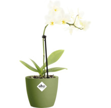 Witte orchidee Phalaenopsis in een groene elho bloempot met steunstok.