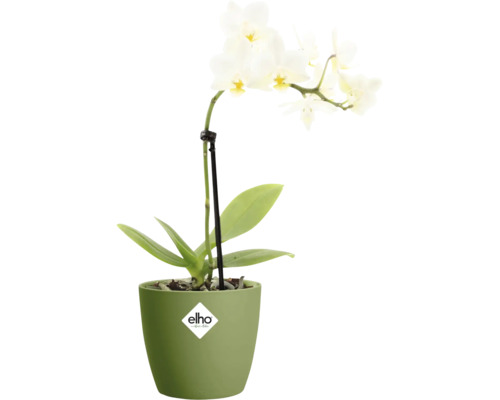 Witte orchidee Phalaenopsis in een groene elho bloempot met steunstok.