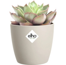 Succulent Echeveria in een ronde kunststof bloempot van elho. elho Logo.