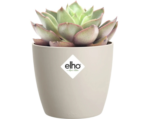 Vetplant in een ronde beige elho bloempot van kunststof. elho Logo.