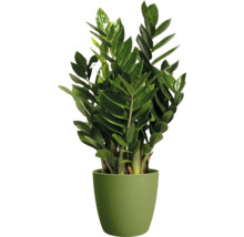 Zamioculcas zamiifolia in een groene bloempot.