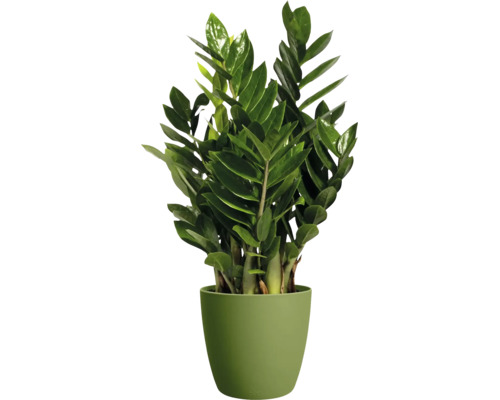 Zamioculcas zamiifolia in een groene bloempot.
