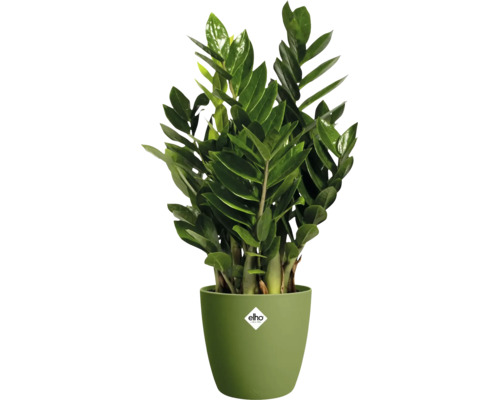 Zamioculcas zamiifolia kamerplant in een ronde sierpot met elho Logo.
