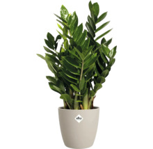 Groene Zamioculcas zamiifolia in een beige ronde kunststof overpot met Elho Logo.