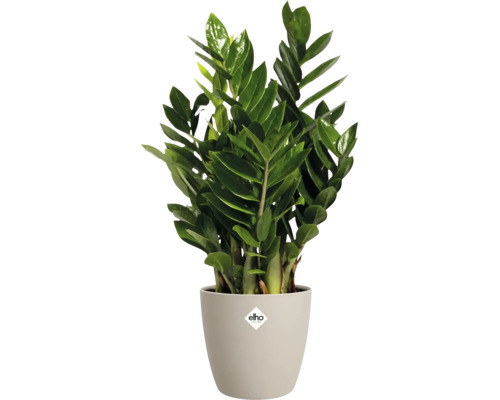 Groene Zamioculcas zamiifolia in een beige ronde kunststof overpot met Elho Logo.
