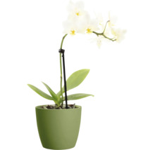 Witte Phalaenopsis orchidee in een groene Elho bloempot.