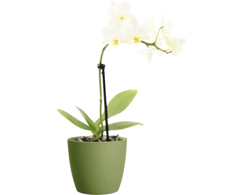 Witte Phalaenopsis orchidee in een groene Elho bloempot.