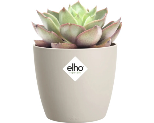 Vetplant in een ronde kunststof bloempot, elho Logo.