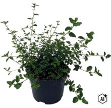 Bacopa Sutera cordata plant in een zwarte kunststof pot met veel groene bladeren en vertakte stengels. (Image AI modified or generated)