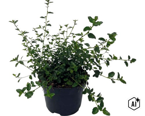 Bacopa Sutera cordata plant in een zwarte kunststof pot met veel groene bladeren en vertakte stengels. (Image AI modified or generated)