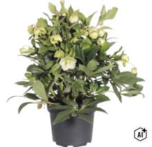 Kerstroos (Helleborus) in zwarte kunststof pot met lichte bloemen en knoppen. (Image AI modified or generated)