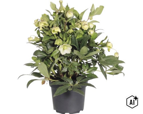 Kerstroos (Helleborus) in zwarte kunststof pot met lichte bloemen en knoppen. (Image AI modified or generated)