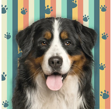 Portret van dichtbij van een Berner sennenhond met zijn tong uit zijn bek voor een achtergrond met gekleurde strepen en pootafdrukken.