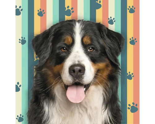 Portret van dichtbij van een Berner sennenhond met zijn tong uit zijn bek voor een achtergrond met gekleurde strepen en pootafdrukken.