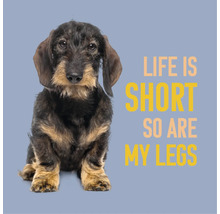 Ruwharige teckel pup met de Engelse tekst Life is short so are my legs