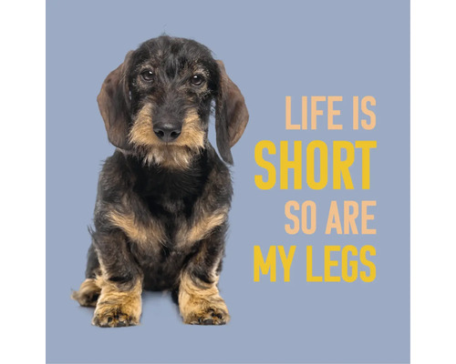 Ruwharige teckel pup met de Engelse tekst Life is short so are my legs