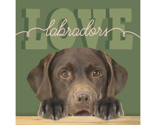 Decoratief bord met een chocoladebruine Labrador Retriever die over een houten rand kijkt en de tekst LOVE labradors.