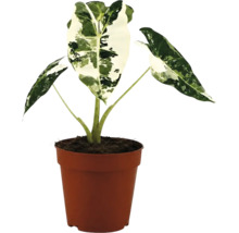 Alocasia macrorrhiza Variegata in bruine kunststof pot.