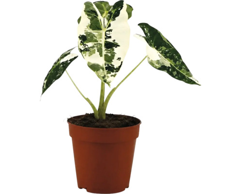 Alocasia macrorrhiza Variegata in bruine kunststof pot.