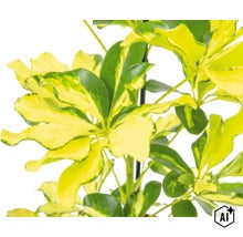 Schefflera arboricola kamerplant met gevlekt blad aan een klimstok (Image AI modified or generated)