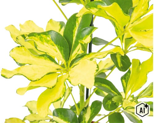 Schefflera arboricola kamerplant met gevlekt blad aan een klimstok (Image AI modified or generated)