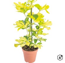 Schefflera arboricola met bont blad in een plantenpot met klimhulp (Image AI modified or generated)