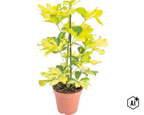 Schefflera arboricola met bont blad in een plantenpot met klimhulp (Image AI modified or generated)