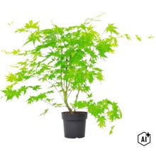 Japanse esdoorn met fijn blad in een plantenpot (Image AI modified or generated)