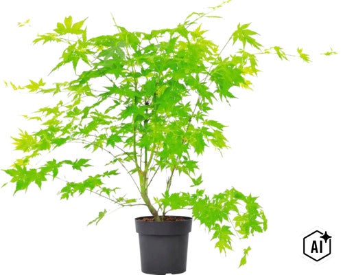 Japanse esdoorn met fijn blad in een plantenpot (Image AI modified or generated)