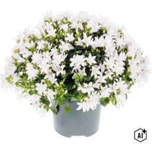 Een bloeiende klokjesbloem in een plastic pot met veel witte bloemen en groene bladeren. (Image AI modified or generated)