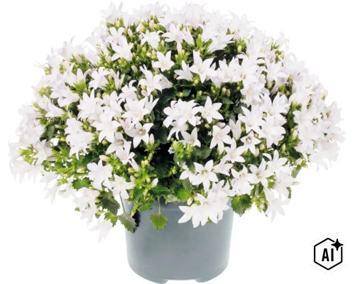 Een bloeiende klokjesbloem in een plastic pot met veel witte bloemen en groene bladeren. (Image AI modified or generated)
