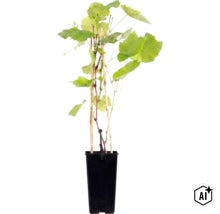 Een jonge druivenplant in een zwarte kunststof pot met bamboestok als steun. (Image AI modified or generated)