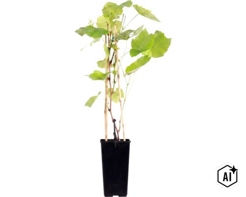 Een jonge druivenplant in een zwarte kunststof pot met bamboestok als steun. (Image AI modified or generated)