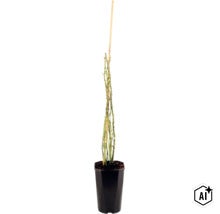 Een jonge rozenplant in een zwarte kunststof pot met een bamboestok als klimhulp. (Image AI modified or generated)