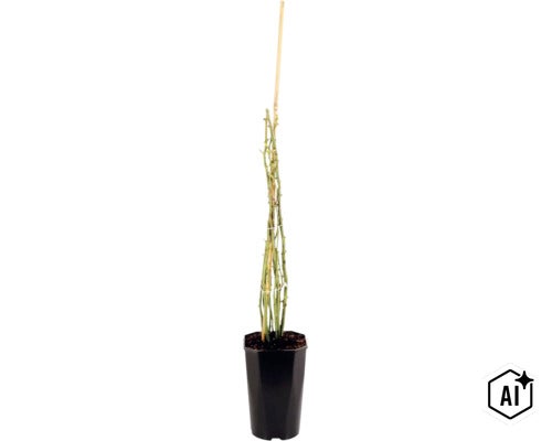 Een jonge rozenplant in een zwarte kunststof pot met een bamboestok als klimhulp. (Image AI modified or generated)