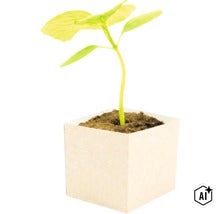 Jonge plant in een vierkante kweekpot van karton (Image AI modified or generated)