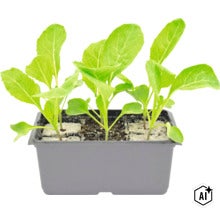 Jonge planten in een kweekbak voor de moestuin (Image AI modified or generated)