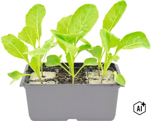 Jonge planten in een kweekbak voor de moestuin (Image AI modified or generated)