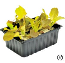 Jonge planten in een zwarte kunststof plantenbak voor tuinbouw (Image AI modified or generated)