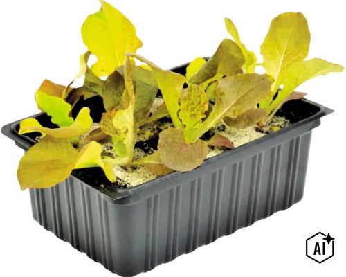 Jonge planten in een zwarte kunststof plantenbak voor tuinbouw (Image AI modified or generated)
