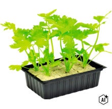 Selderij jonge planten in een kweekbak met substraatblokjes (Image AI modified or generated)