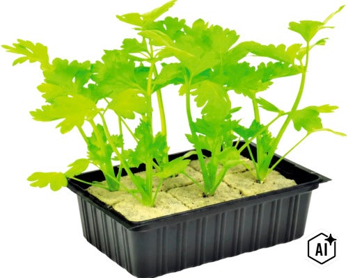 Selderij jonge planten in een kweekbak met substraatblokjes (Image AI modified or generated)
