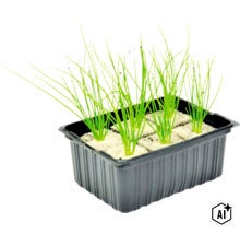 Bieslook jonge planten in een kunststof kweekbak met steenwol substraat voor teelt (Image AI modified or generated)