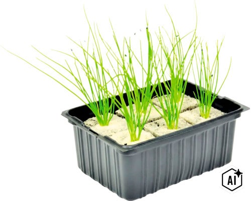 Bieslook jonge planten in een kunststof kweekbak met steenwol substraat voor teelt (Image AI modified or generated)