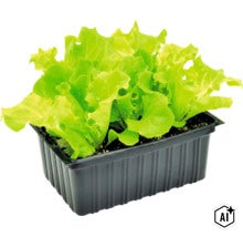 Jonge kropsla plant in een zwarte plastic kweekbak voor in de tuin of moestuinbak (Image AI modified or generated)