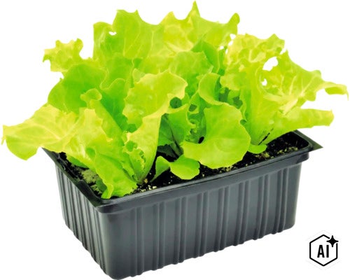 Jonge kropsla plant in een zwarte plastic kweekbak voor in de tuin of moestuinbak (Image AI modified or generated)