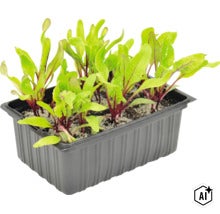 Jonge rode bietenplanten in een zwarte kunststof kweekbak. (Image AI modified or generated)