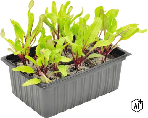 Jonge rode bietenplanten in een zwarte kunststof kweekbak. (Image AI modified or generated)