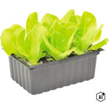 Jonge kropsla planten in een kweekbak (Image AI modified or generated)